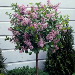 Lilac Syringa Palibin Standard