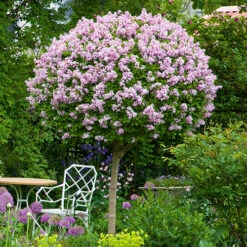Lilac Syringa Palibin Standard -Garden Plants Sales 510317 2