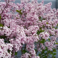 Lilac Syringa Palibin Standard -Garden Plants Sales 510317 3