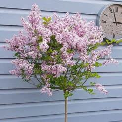 Lilac Syringa Palibin Standard -Garden Plants Sales 510317 4