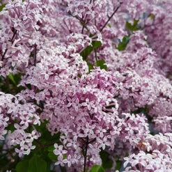 Lilac Syringa Palibin Standard -Garden Plants Sales 510317 5