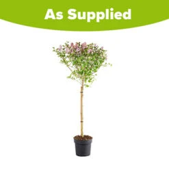 Lilac Syringa Palibin Standard -Garden Plants Sales 510317 6