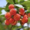 Strawberry Tree - Arbutus Unedo -Garden Plants Sales 510323