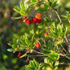 Strawberry Tree - Arbutus Unedo -Garden Plants Sales 510323 2