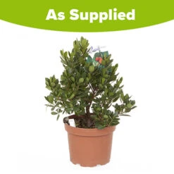 Strawberry Tree - Arbutus Unedo -Garden Plants Sales 510323 3