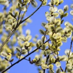 Weeping Willow Salix 'Kilmarnock' Standard Tree -Garden Plants Sales 510326 1