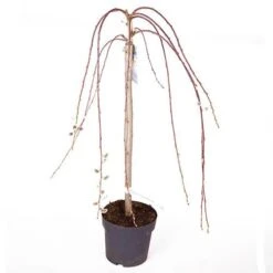Weeping Willow Salix 'Kilmarnock' Standard Tree -Garden Plants Sales 510326 2