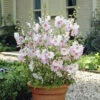 Patio Lavatera Mallow 'Barnsley Baby' -Garden Plants Sales 510339