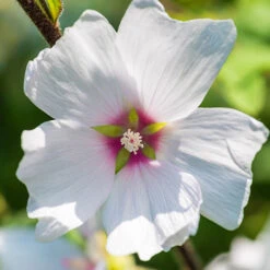 Patio Lavatera Mallow 'Barnsley Baby' -Garden Plants Sales 510339 2