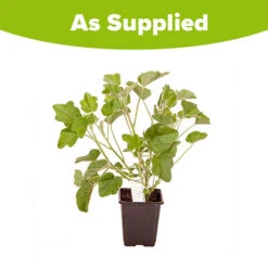 Patio Lavatera Mallow 'Barnsley Baby' -Garden Plants Sales 510339 3