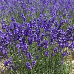Lavender Munstead -Garden Plants Sales 510354 2
