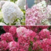 Hydrangea Paniculata Collection -Garden Plants Sales 510358