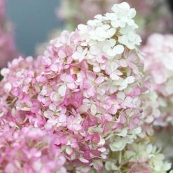 Hydrangea Paniculata Collection -Garden Plants Sales 510358 2