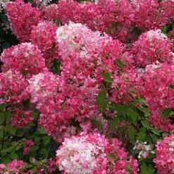 Hydrangea Paniculata Collection -Garden Plants Sales 510358 3