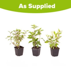 Hydrangea Paniculata Collection -Garden Plants Sales 510358 4