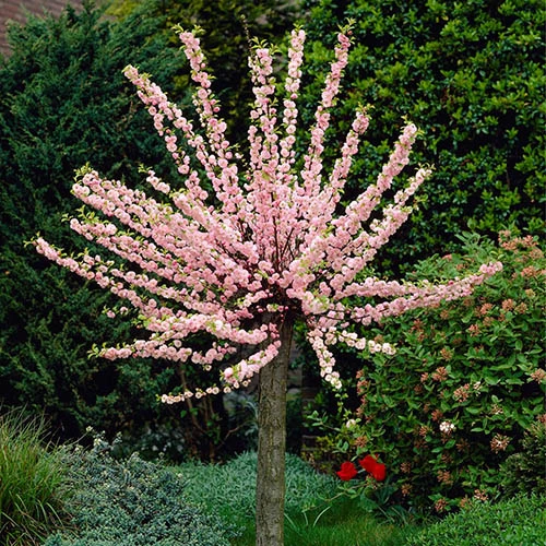 Flowering Almond Tree Prunus Triloba 3 Flowering Almond Tree Prunus Triloba