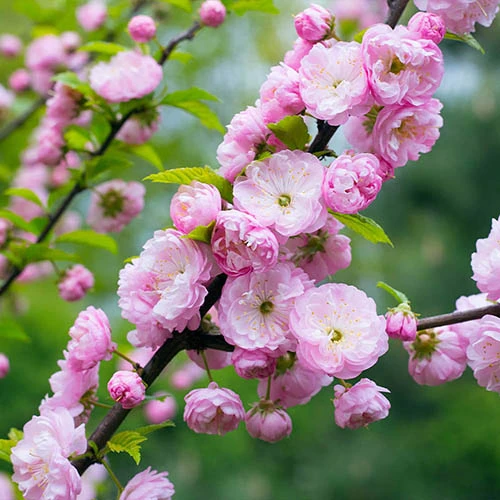 Flowering Almond Tree Prunus Triloba 4 Flowering Almond Tree Prunus Triloba - Image 2