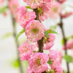 Flowering Almond Tree Prunus Triloba 8 Flowering Almond Tree Prunus Triloba -Garden Plants Sales 510361 2