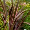 Phormium 'Sundowner Pink' 1 Phormium 'Sundowner Pink' -Garden Plants Sales 510369
