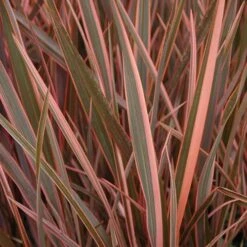 Phormium 'Sundowner Pink' -Garden Plants Sales 510369 1