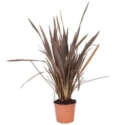 Phormium 'Sundowner Pink' -Garden Plants Sales 510369 2