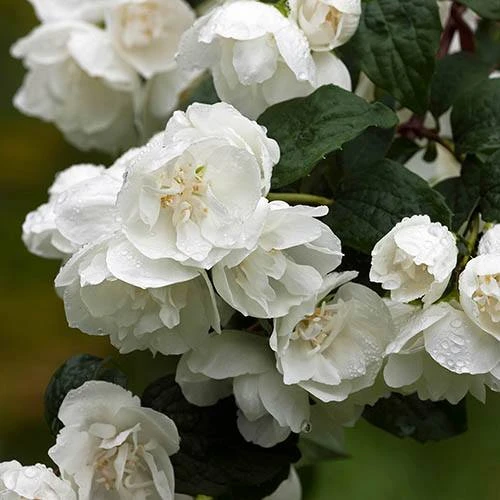 Philadelphue - Mock Orange - 'Virginal' 3 Philadelphue - Mock Orange - 'Virginal'