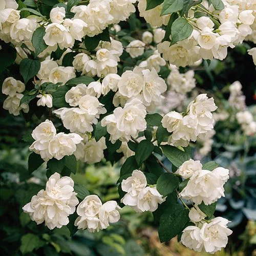 Philadelphue - Mock Orange - 'Virginal' 4 Philadelphue - Mock Orange - 'Virginal' - Image 2