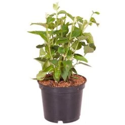 Philadelphue - Mock Orange - 'Virginal' 7 Philadelphue - Mock Orange - 'Virginal' -Garden Plants Sales 510393 2