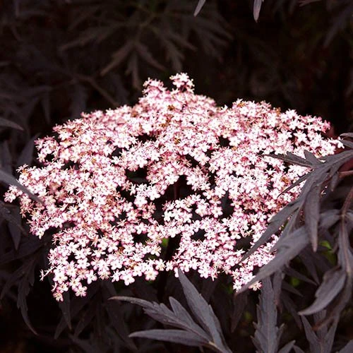 Sambucus Nigra 'Black Lace' 4 Sambucus Nigra 'Black Lace' - Image 2