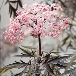Sambucus Nigra 'Black Lace' 12 Sambucus Nigra 'Black Lace' -Garden Plants Sales 510394 3