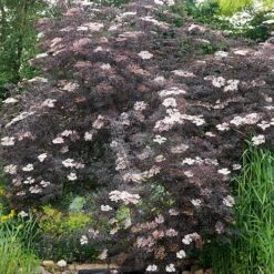 Sambucus Nigra 'Black Lace' 13 Sambucus Nigra 'Black Lace' -Garden Plants Sales 510394 4