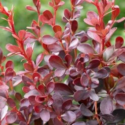 Evergreen Shrub Collection -Garden Plants Sales 510403 1