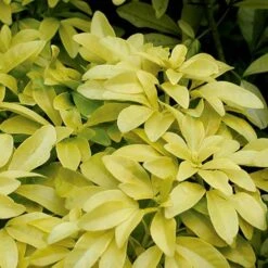 Evergreen Shrub Collection -Garden Plants Sales 510403 3