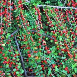 Evergreen Shrub Collection -Garden Plants Sales 510403 4