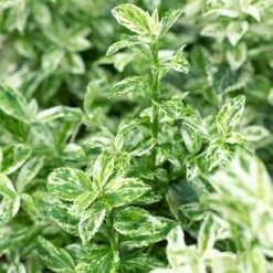 Evergreen Shrub Collection -Garden Plants Sales 510403 6