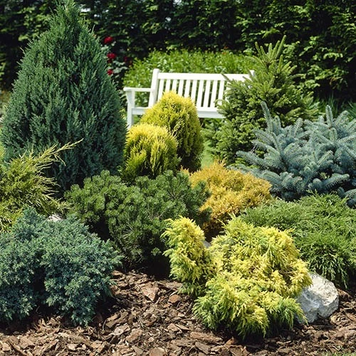 Evergreen Hardy Dwarf Conifer Collection 3 Evergreen Hardy Dwarf Conifer Collection