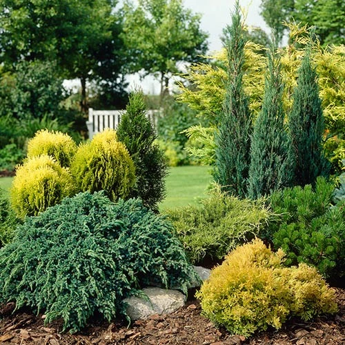 Evergreen Hardy Dwarf Conifer Collection 4 Evergreen Hardy Dwarf Conifer Collection - Image 2