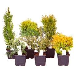 Evergreen Hardy Dwarf Conifer Collection 7 Evergreen Hardy Dwarf Conifer Collection -Garden Plants Sales 510410 2