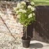 Hydrangea Paniculata 'Little Lime' Standard -Garden Plants Sales 510424