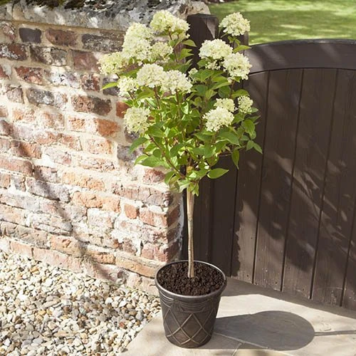 Hydrangea Paniculata 'Little Lime' Standard 3 Hydrangea Paniculata 'Little Lime' Standard