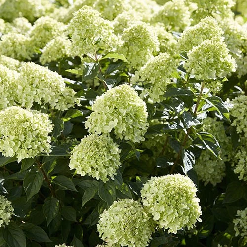 Hydrangea Paniculata 'Little Lime' Standard 4 Hydrangea Paniculata 'Little Lime' Standard - Image 2