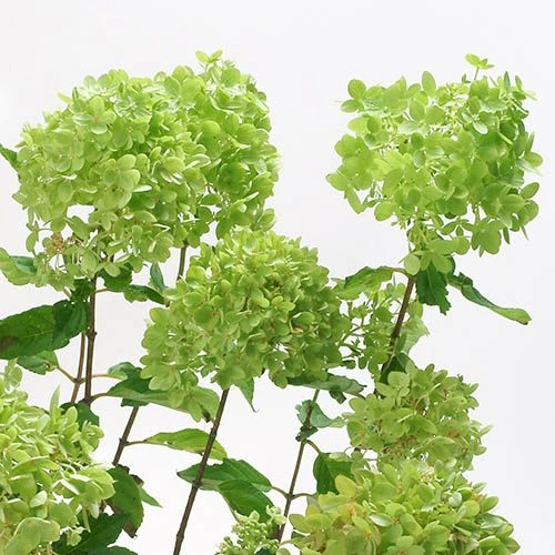 Hydrangea Paniculata 'Little Lime' Standard 5 Hydrangea Paniculata 'Little Lime' Standard - Image 3