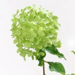 Hydrangea Paniculata 'Little Lime' Standard 10 Hydrangea Paniculata 'Little Lime' Standard -Garden Plants Sales 510424 3