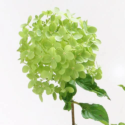 Hydrangea Paniculata 'Little Lime' Standard 6 Hydrangea Paniculata 'Little Lime' Standard - Image 4