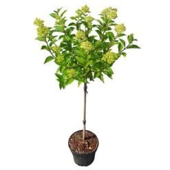 Hydrangea Paniculata 'Little Lime' Standard 11 Hydrangea Paniculata 'Little Lime' Standard -Garden Plants Sales 510424 4