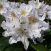 Rhododendron 'Madam Masson' -Garden Plants Sales 510430