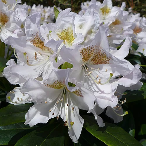 Rhododendron 'Madam Masson' 3 Rhododendron 'Madam Masson'