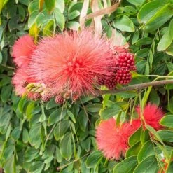 'Dixie Pink' Powder Puff Tree -Garden Plants Sales 510508 2