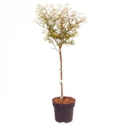 'Dixie Pink' Powder Puff Tree -Garden Plants Sales 510508 3