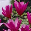 Magnolia 'Susan' Standard Shrub -Garden Plants Sales 510509
